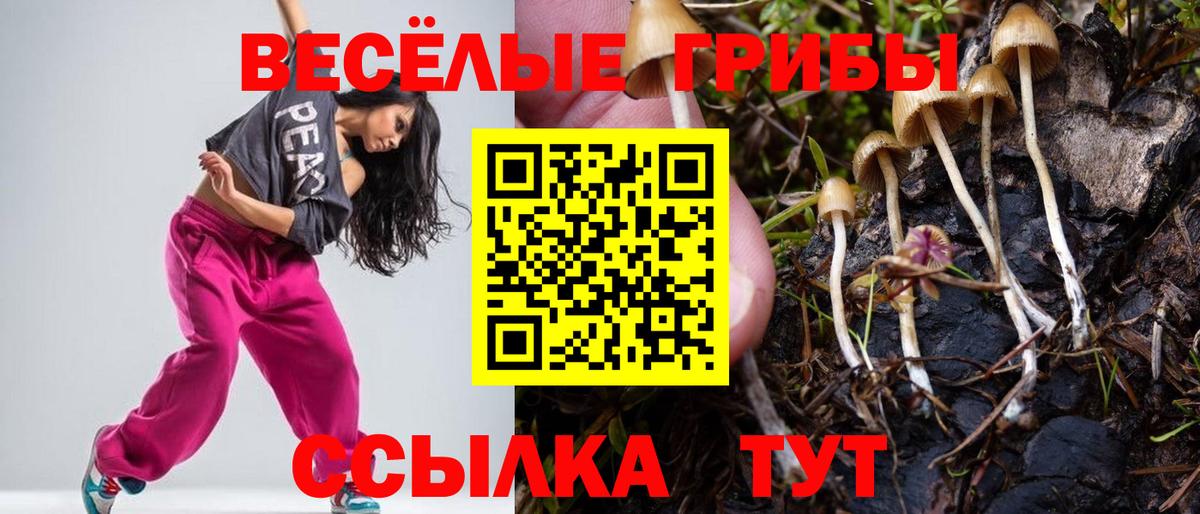 Миллерово  Галлюциногенные грибы Psilocybine cubensis  Вход с VPN 